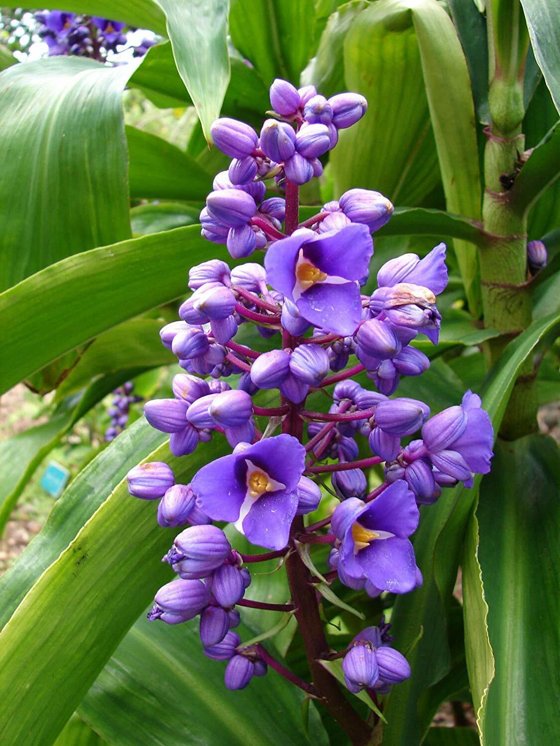 1 Hawaiian Blue Ginger Plant Root Easy to Grow
