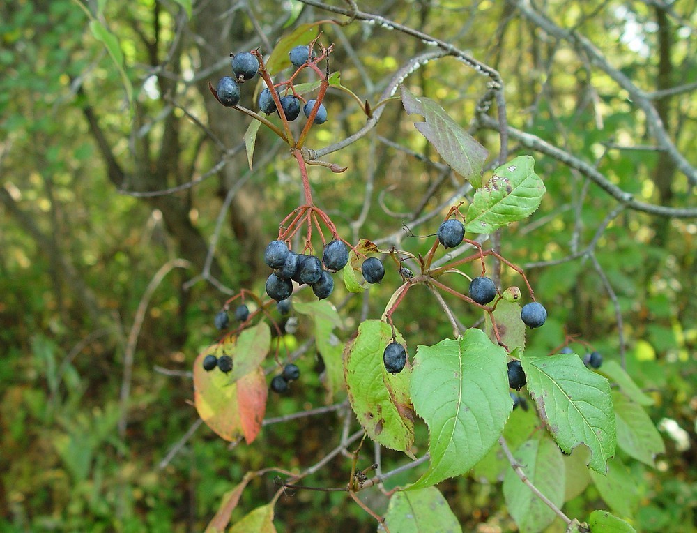 20+ seeds Nannyberry Native Shrub (Viburnum lentago) Edible & Medicinal