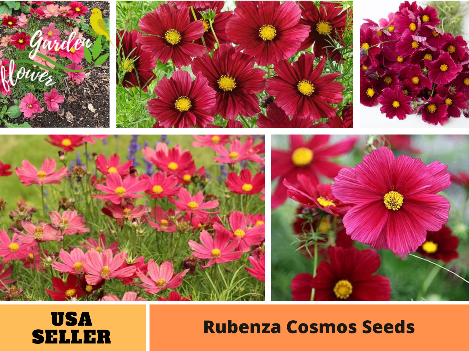 50+Seeds| Rubenza’ Cosmos Seeds Seeds #L010