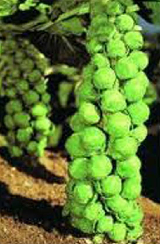 BRUSSEL SPROUTS SEED, CHURCHILL, HEIRLOOM, NON GMO, 25+ SEEDS, EARLY