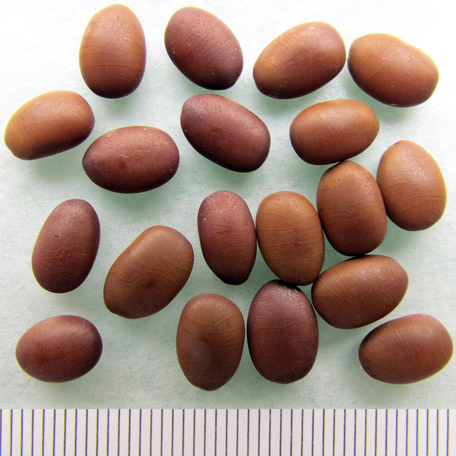 Honey Locust seeds Thornless Gleditsia triacanthos Great Bonsai Fall Color Tree