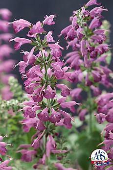 Salvia Summer Jewel Lavender 250 seeds