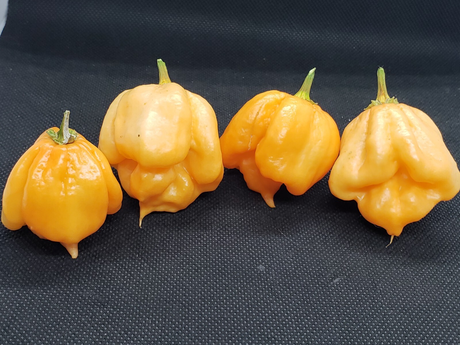 Pink 7 Pot Super Hot Pepper Seeds! Heirloom Extreme Fruity Heat 💢 -Tracking-