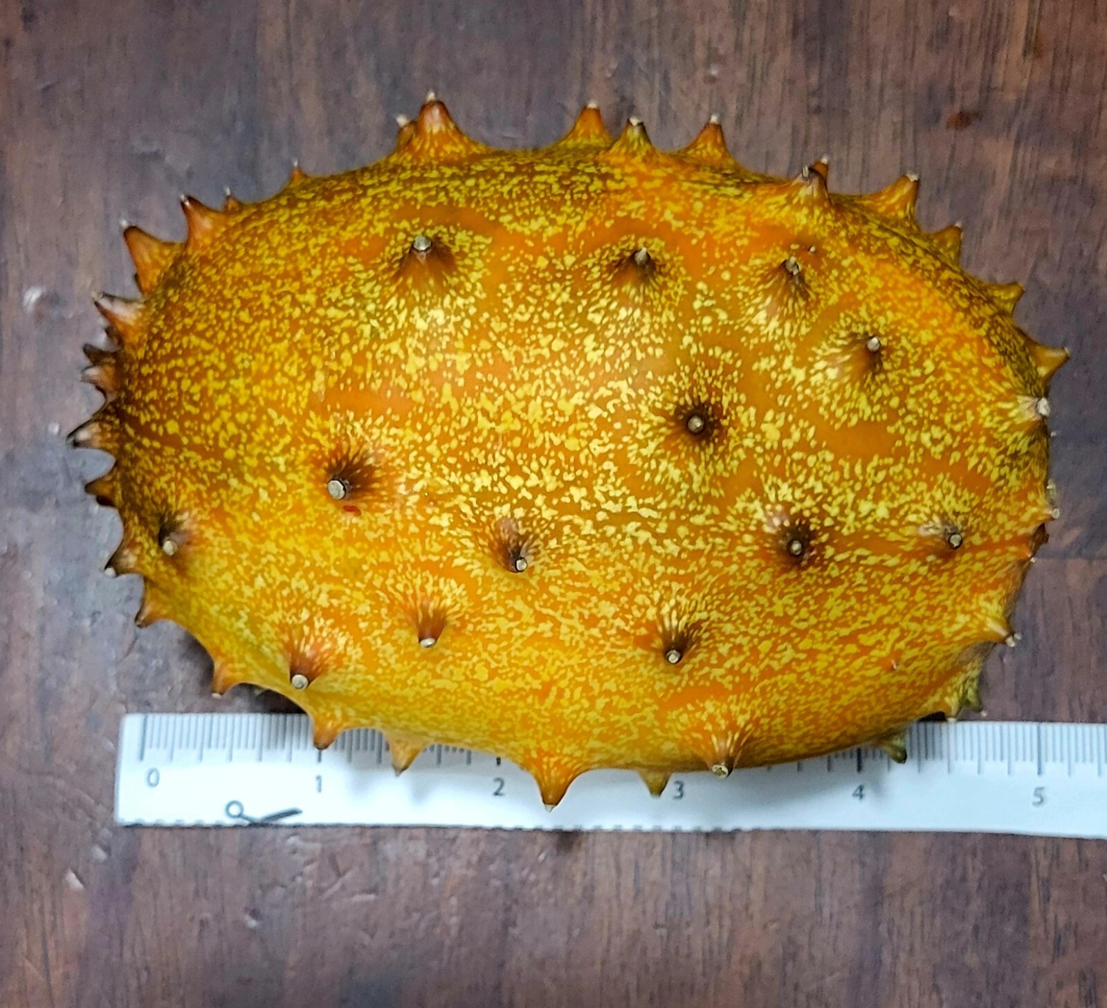 Kiwano Melon 20 Seeds, Cucumis metuliferus, Horned Melon, Heirloom Cucumber