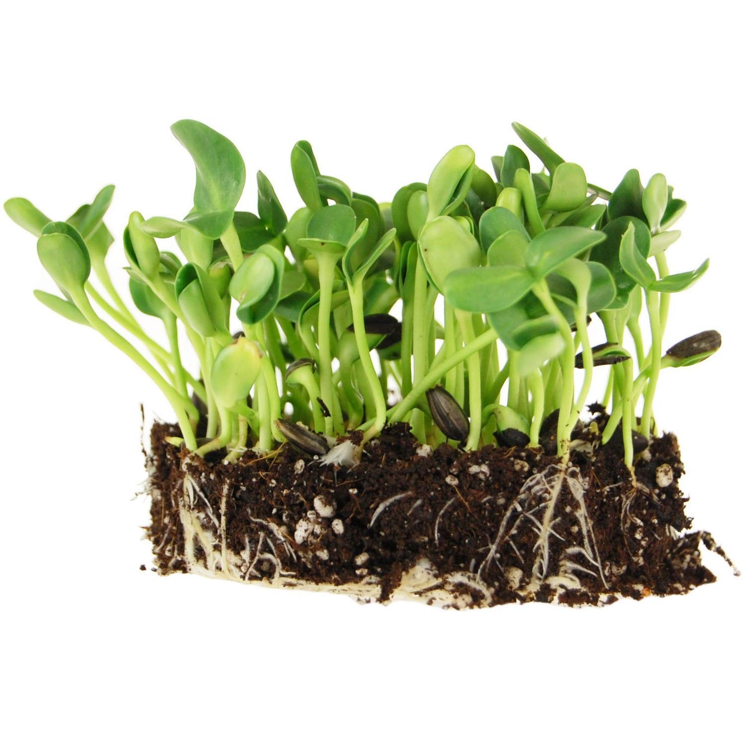 Whole Sunflower Sprouting Seeds 5 Lb – Black Oil Seeds for Microgreens &