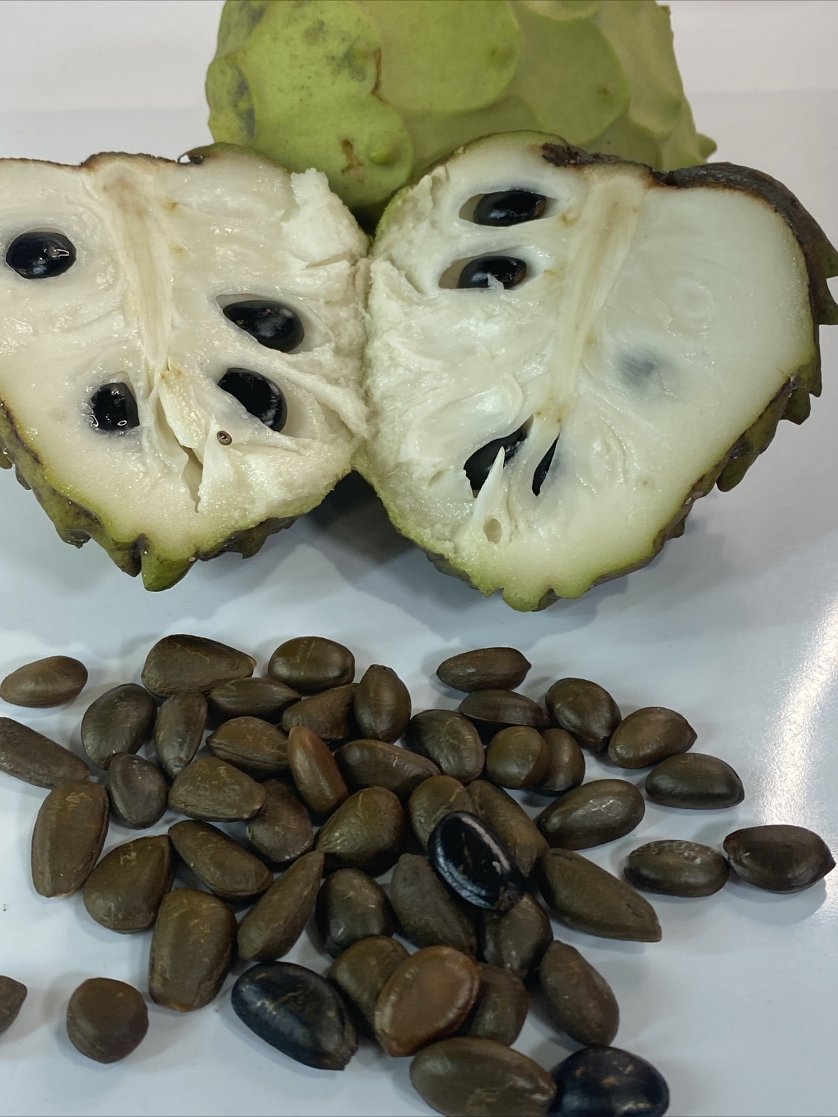 20 Seeds Brand New Fresh custard Sugar apple seeds / hột mãng cầu USA Seller