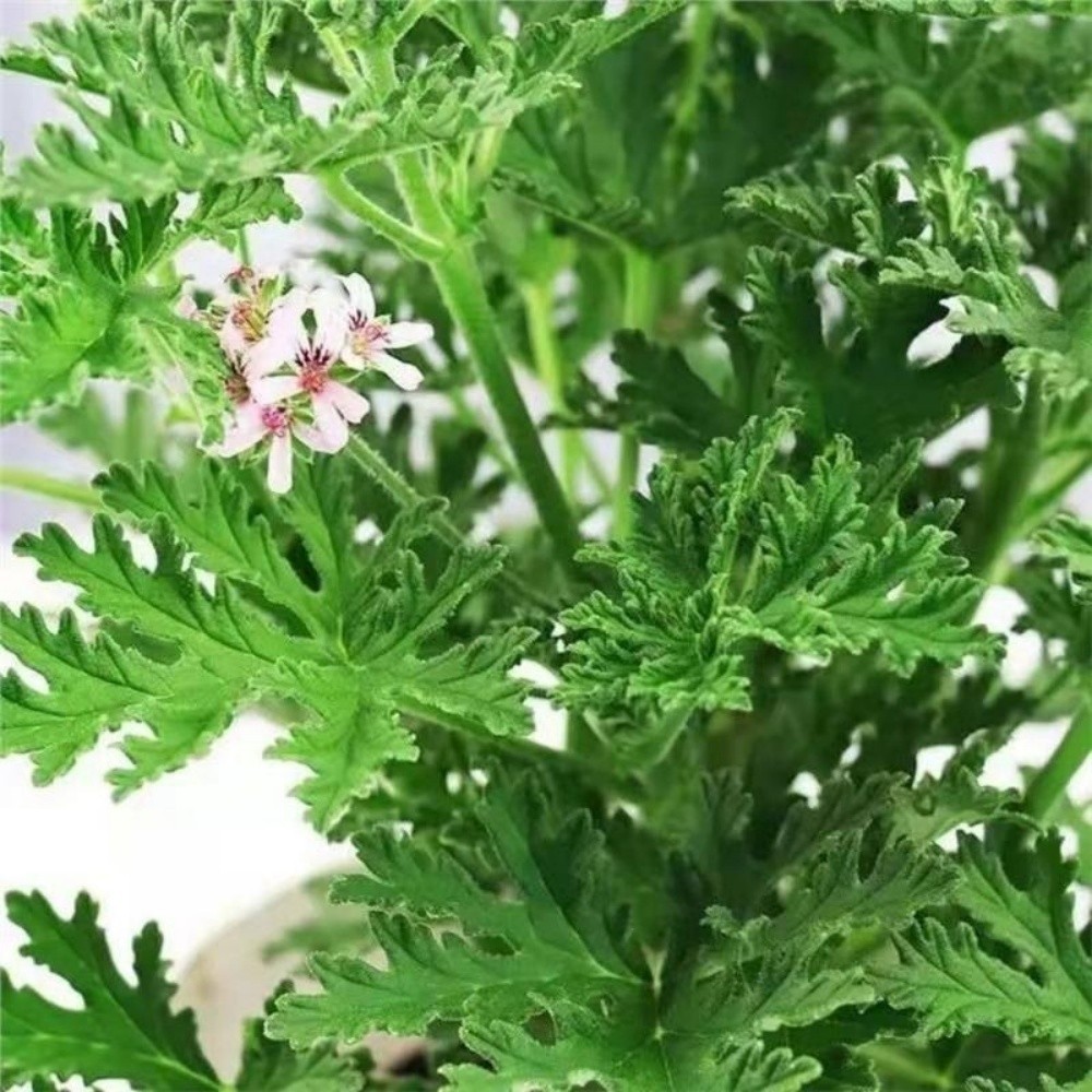 Citronella Mosquito Plant Seeds Pelargonium graveolens for Outdoor Home Gardens