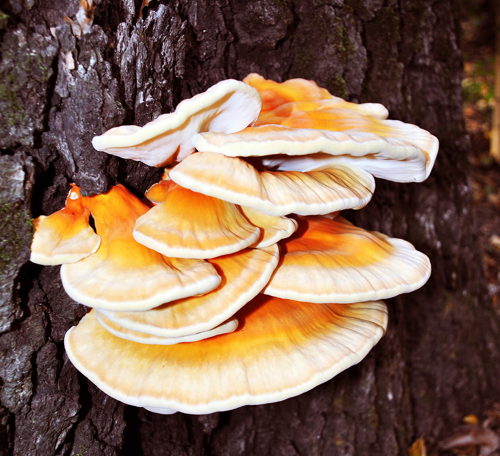 30 Liquid Mushroom Cultures – Chicken of the Woods (Laetiporus Cincinnatus)