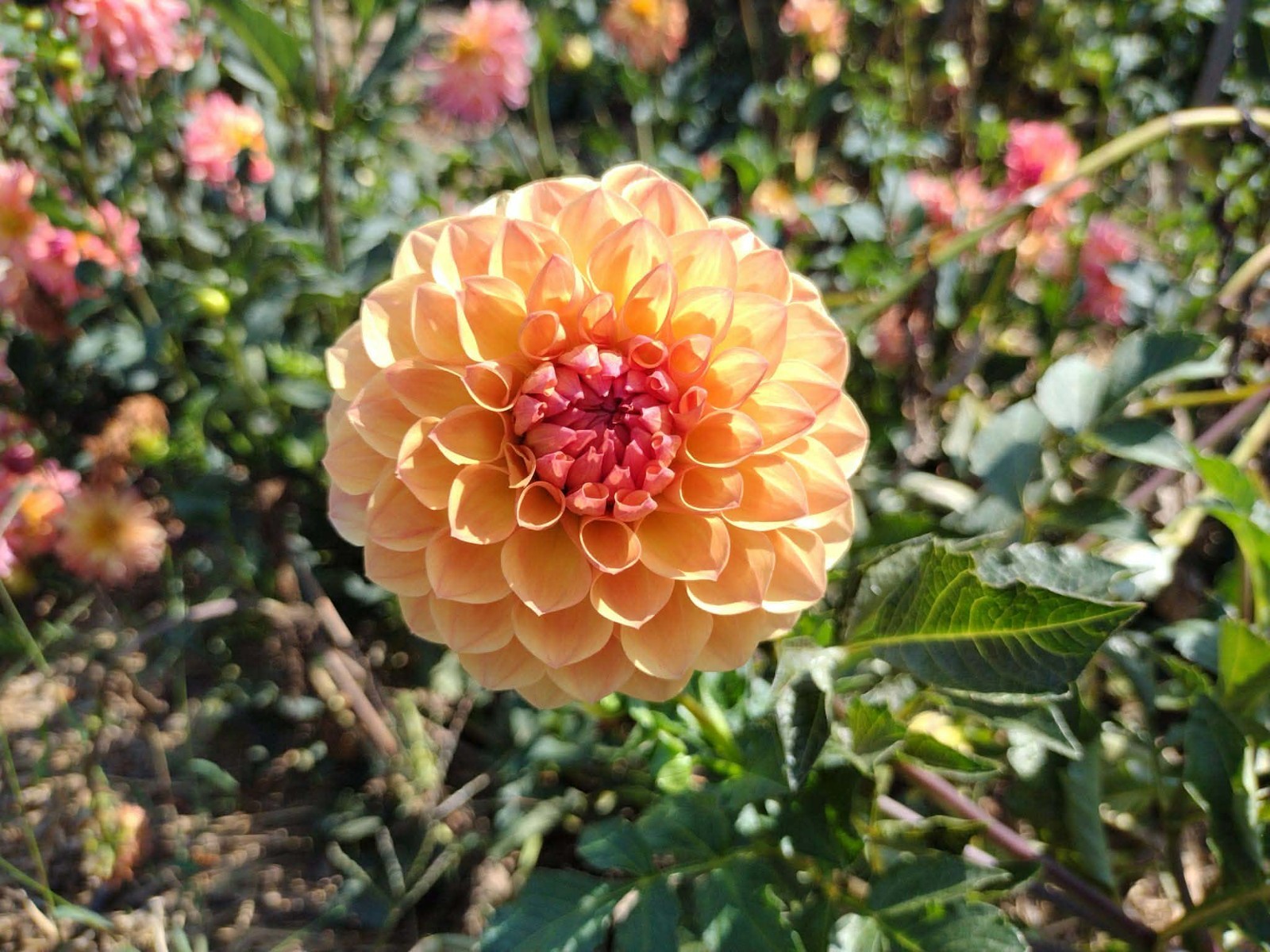 Home Grown Dahlia Flower Tuber Bulb Bundle Lot 10-50 Grower’s Choice Tubers