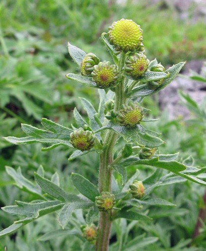 Artemisia arctica ssp. saxicola | Arctic Wormwood | 20 Seeds