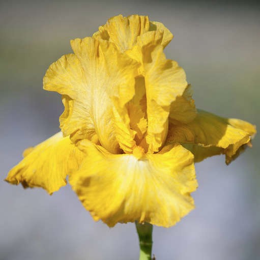 Tall Bearded Iris Reblooming Eggnog Freshly Dug 1 starter plant