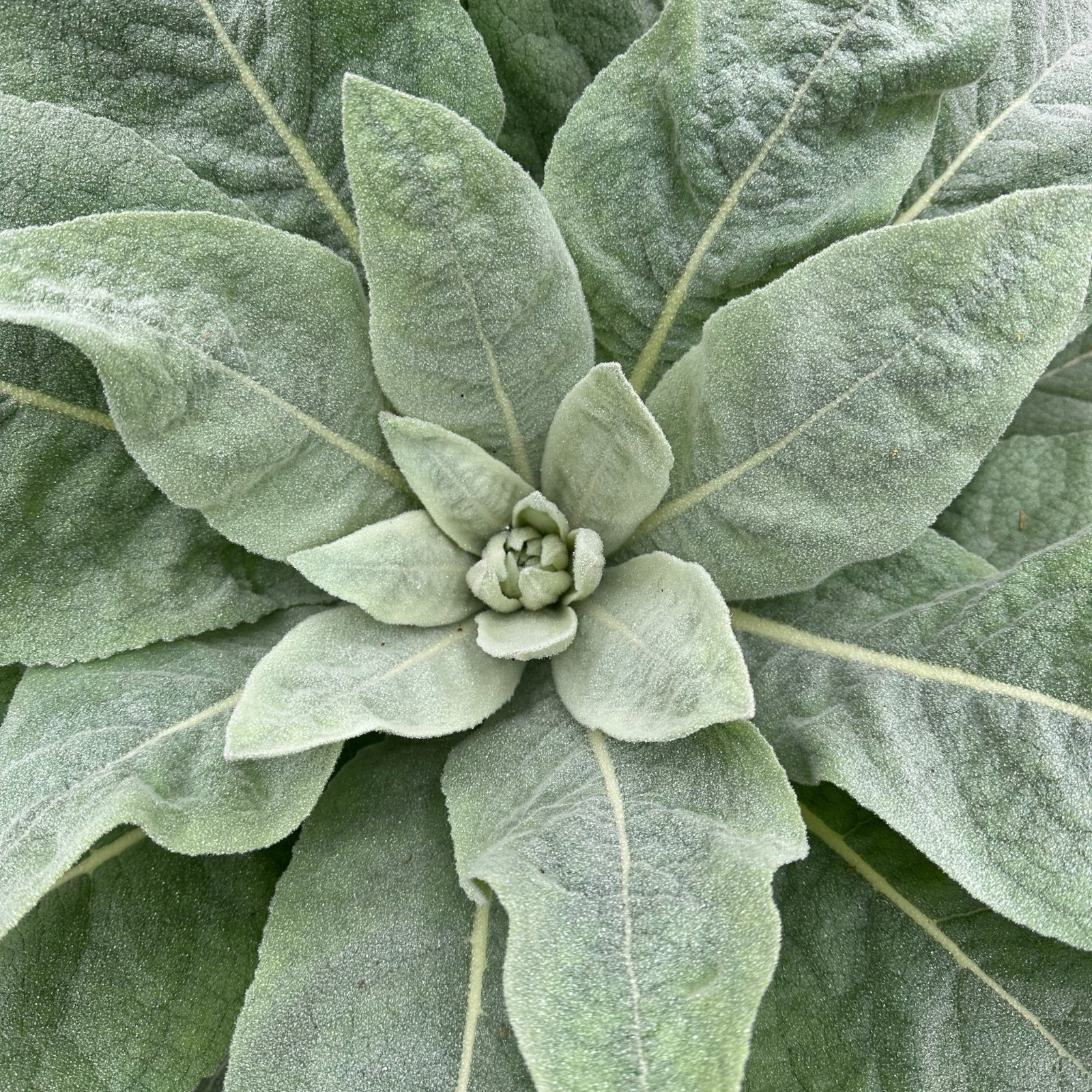 Medicinal Plant Mullein 1000 Fresh Seeds Non GMO Heirloom Organic Hardy Flower