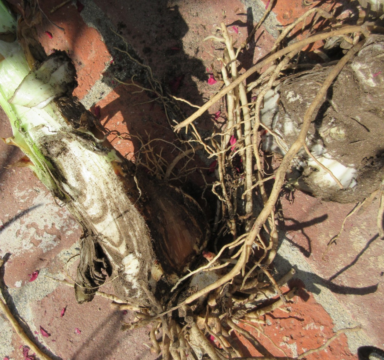 Spider Lily, Peruvian Daffodil Hymenocallis festalis 2 Jumbo damaged bulbs