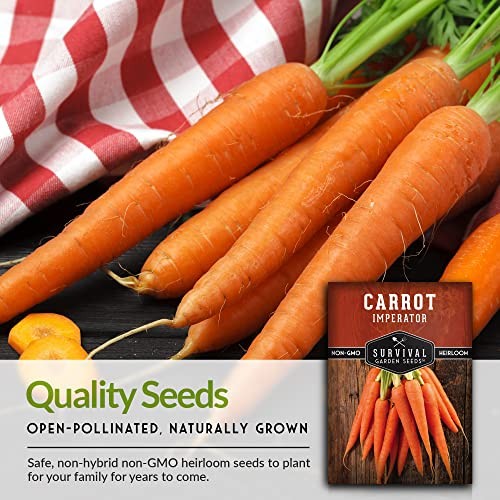 Imperator 58 Carrot Seeds for Planting – Grow Long, Straight, Sweet Carrots 1
