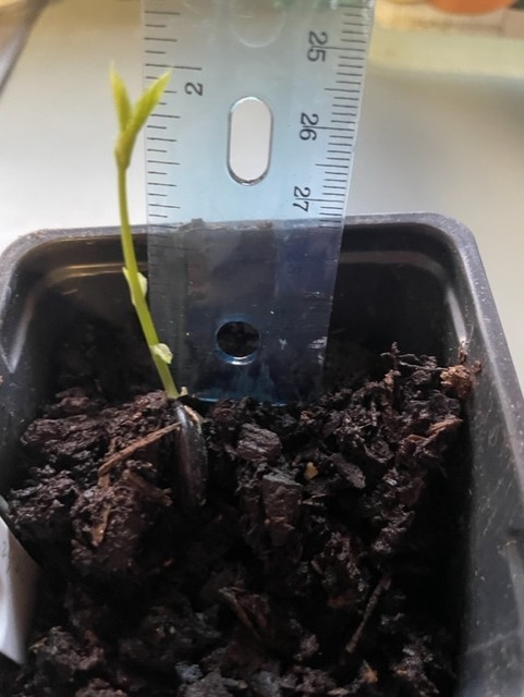 2025 Wisteria 5 seeds Free Shipping