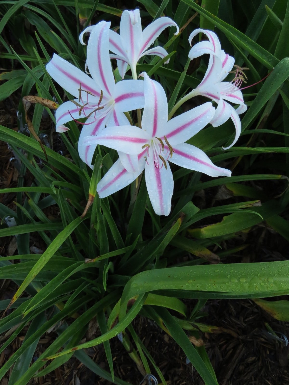 Crinum Lily, Marcelle Sheppard, medium-size bulb, NEW, rare, petite