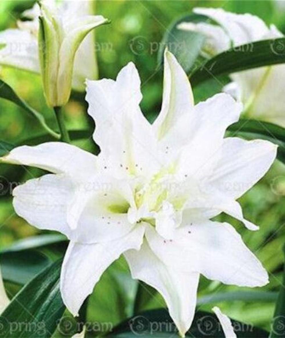 20 EXOTIC rare LILY SEEDS for garden flower perennial plant beds USA SELLER USPS