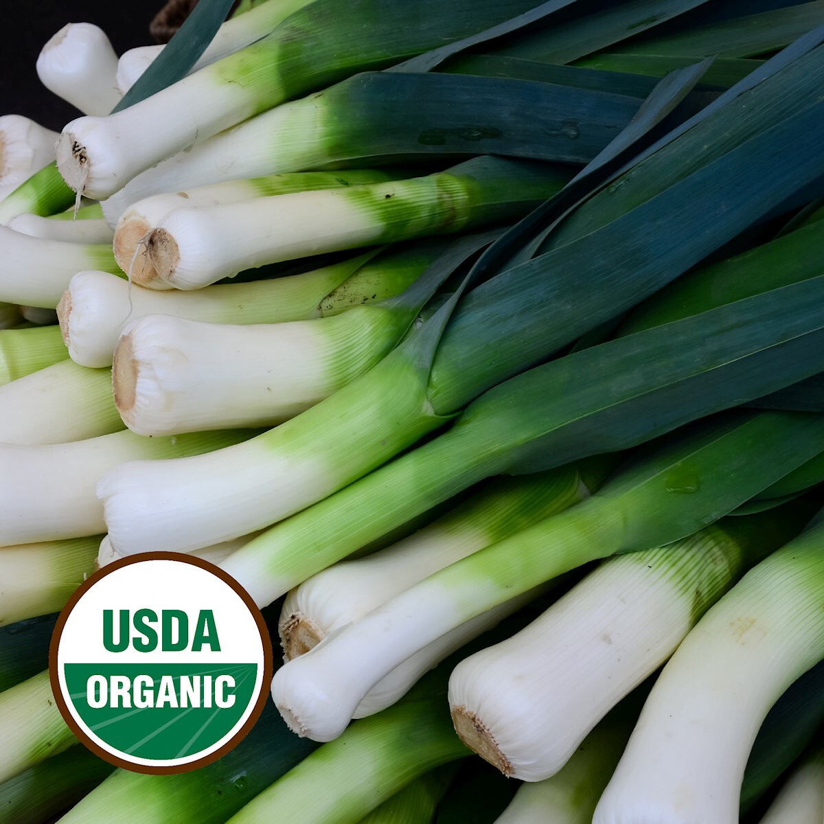 500 Organic American Flag Leek Seeds – Everwilde Farms Mylar Seed Packet