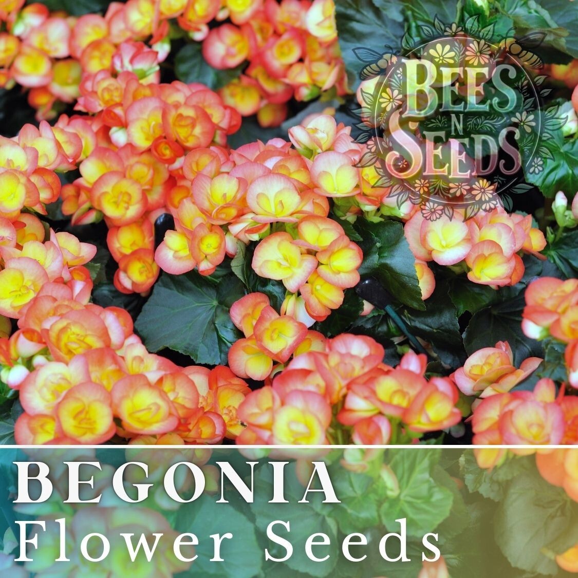 Sunrise Trifecta Begonia Seeds 45 or 125 Seeds Flower, Flower Seeds, Non GMO
