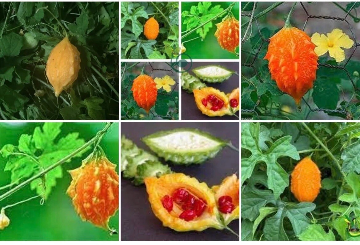 Set Of West India Burr Gherkin 100 Seeds And Indira Mini Bitter Melon 10 Seeds