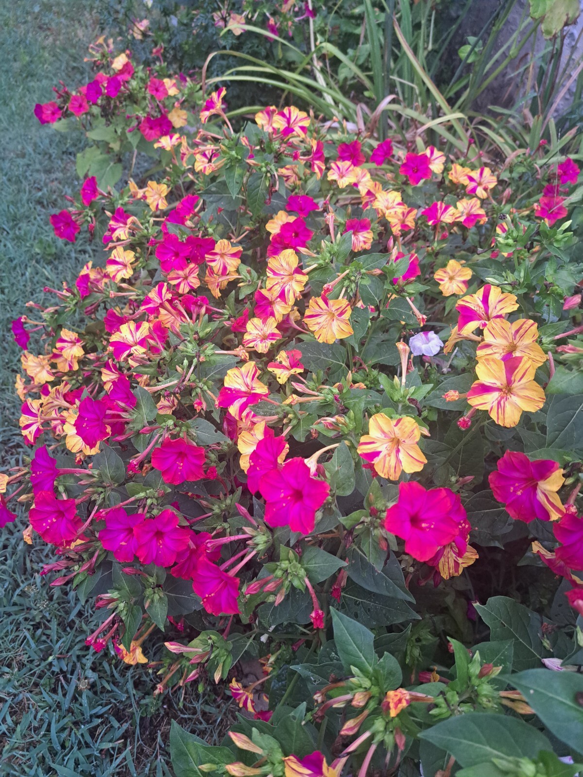 Four O’Clock BI-COLOR Mixed Colors Annual/Perennial Heirloom 30 Seeds!