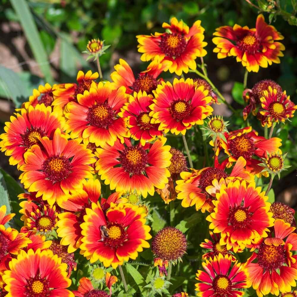 Gaillardia aristata Tokajer Seeds