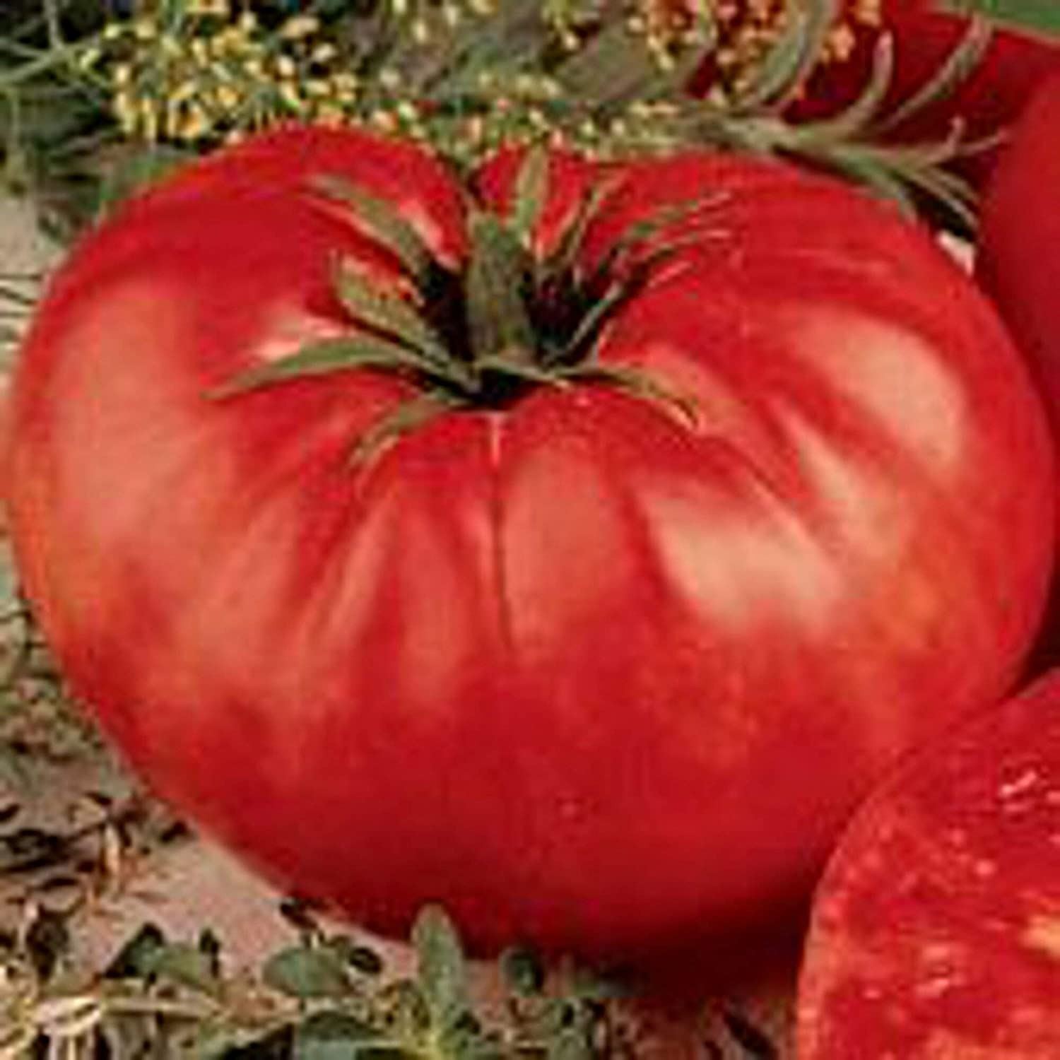 Beefsteak Tomato (Red-Determinate) Seeds (20+ Seeds) | Non GMO | Vegetable Fruit