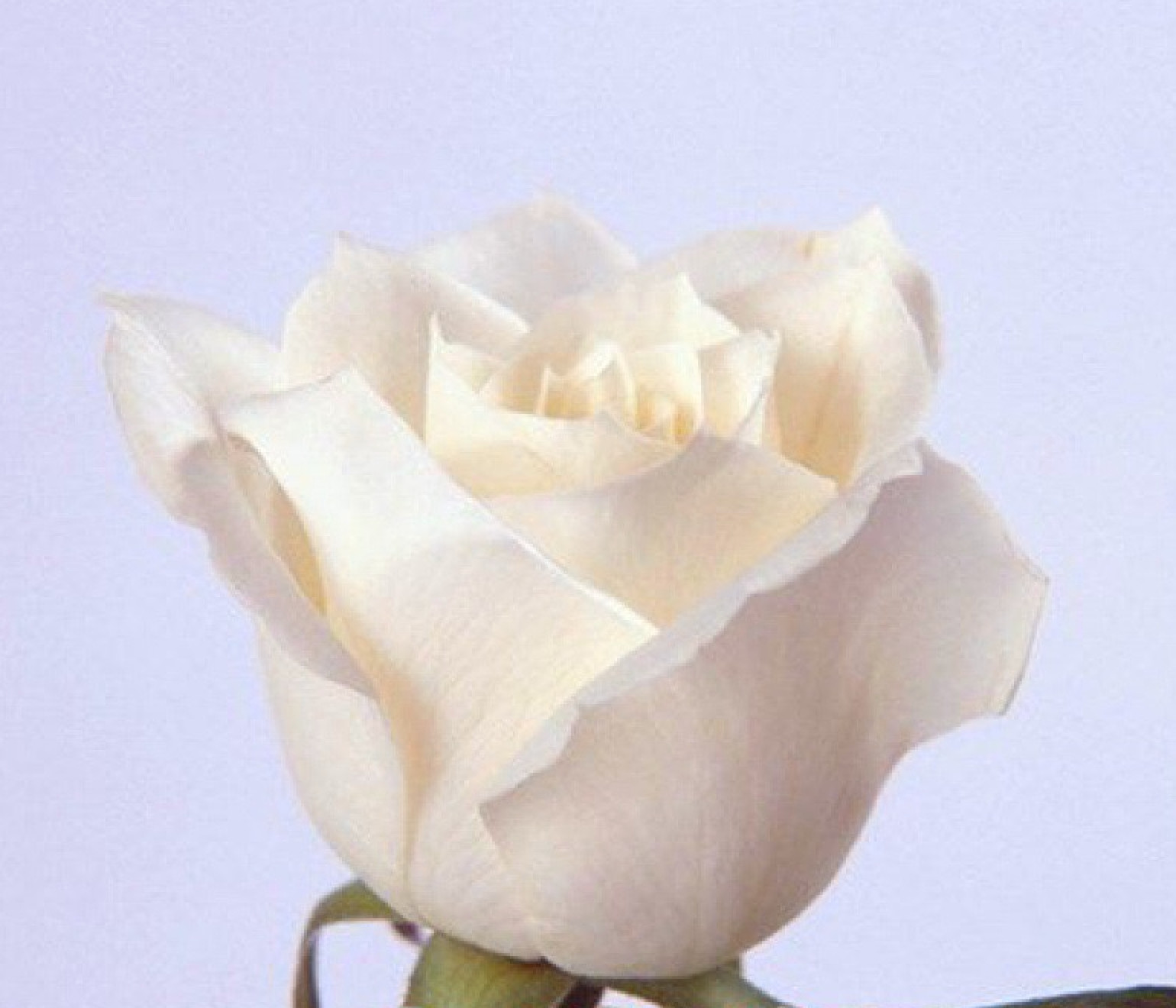 20 SEEDS for CLASSIC PURE WHITE Rose hybrid flower Bush exotic plant USA Seller