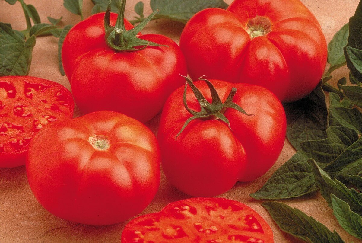 Fruit and Vegetable Garden Seed Kit | 50+ Seeds Each Watermelon, Cantelope, Toma