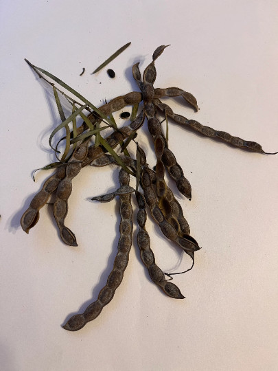 Acacia iteaphylla Seeds – “Willow-Leaved Wattle”, “Winter Wattle”
