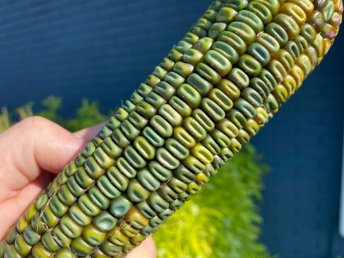 Oaxacan Green Corn Seeds (30) / MASA / TAMALES / ORGANIC / RARE