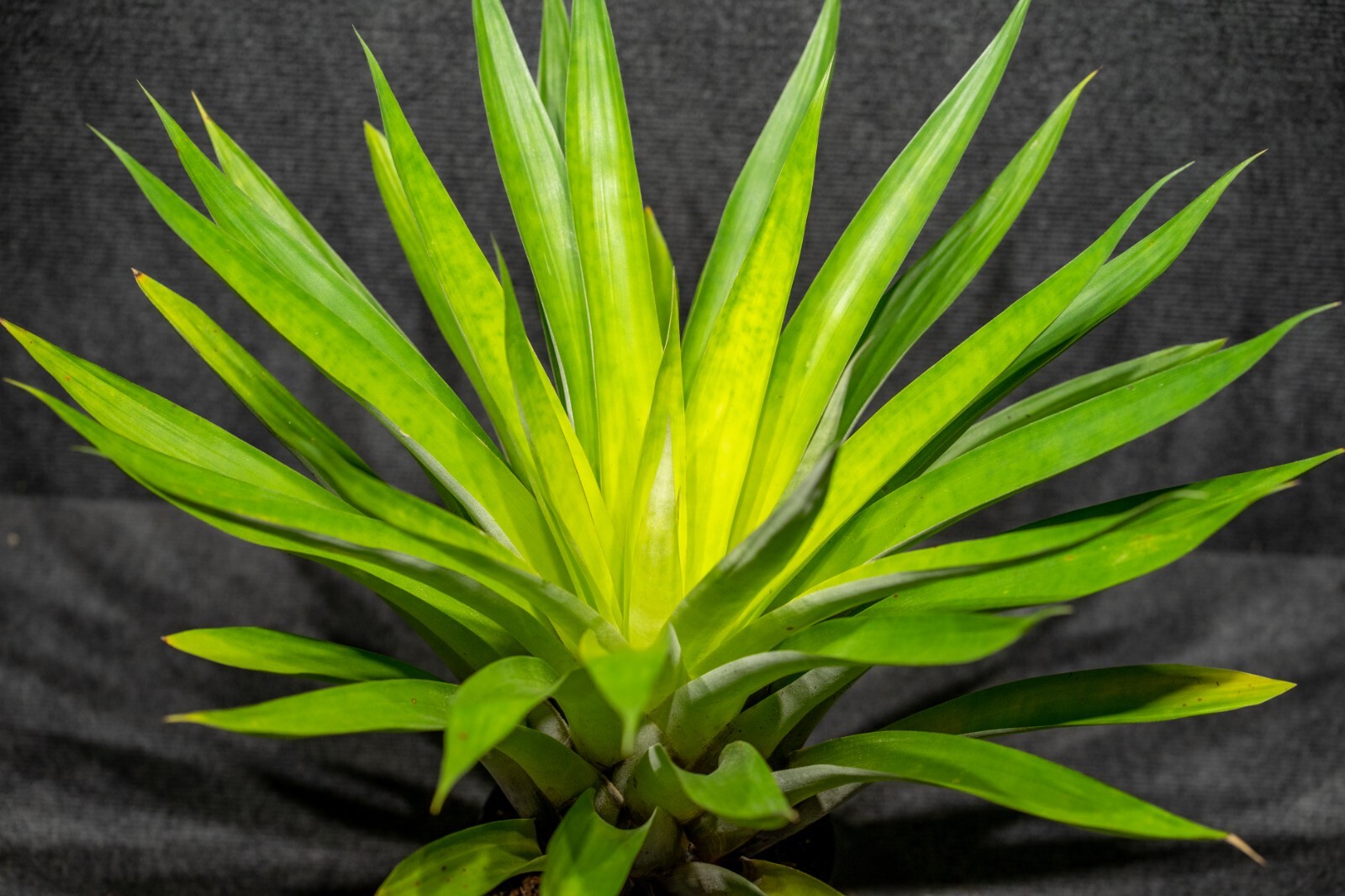 Tillandsia Oerstediana 6″ pot