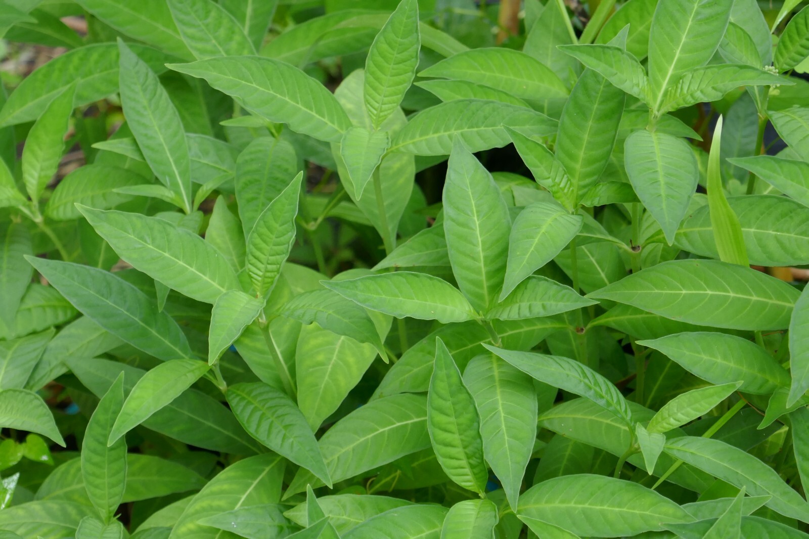 Shortleaf Wild Coffee (Psychotria tenuifolia) ✤ 20 Seeds