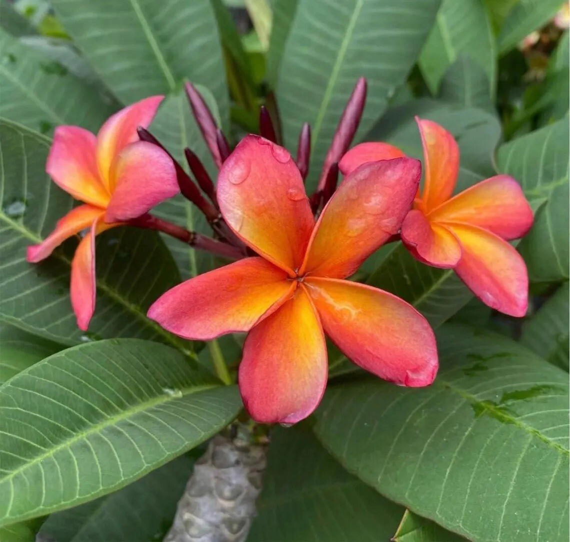5 Orange Pink Plumeria Seeds Plants Flower Hawaiian Flowers Perennial Seed