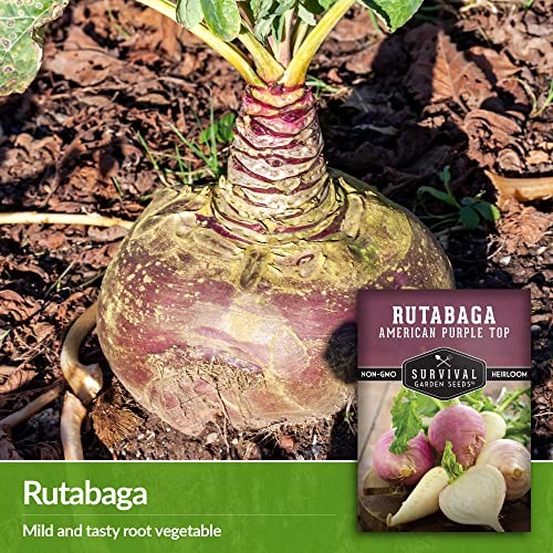 – Pack American Purple Rutabaga Seed for Planting with Instructions to Grow 1