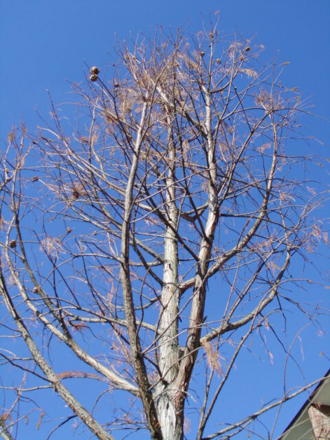 15 MONARCH OF ILLINOIS BALD CYPRESS SEEDS – Taxodium distichum ‘Monarch of Ill