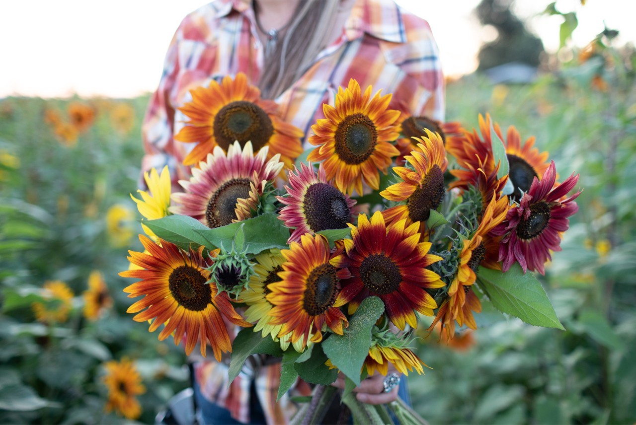 Rare 50pcs Sunny Sunflower Mix Seeds, 17 Species, Non-GMO, Free Shipping