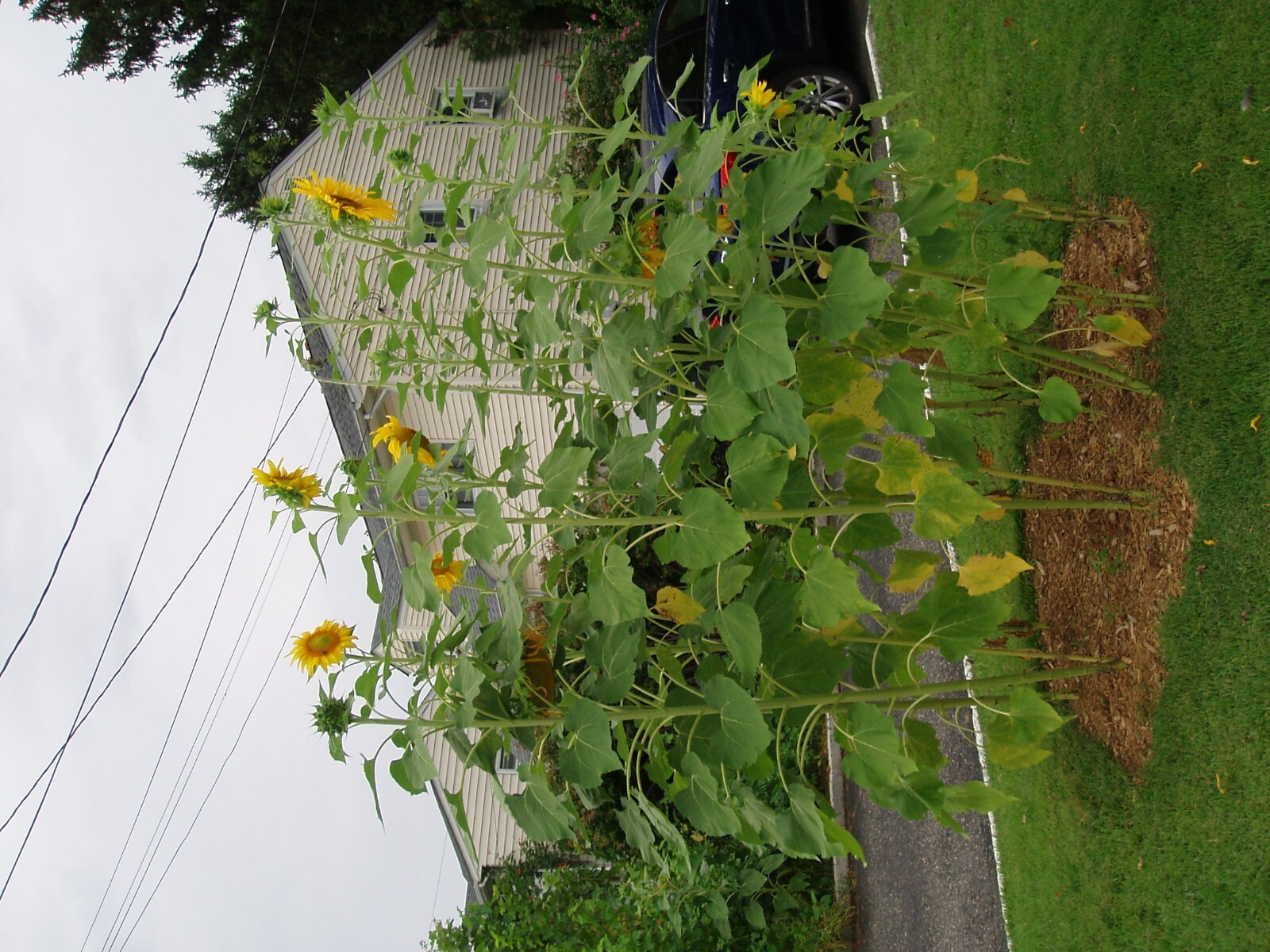 sunflower, HUGH TALL yellow flower 50 seeds! ( now for quick this 26s planting