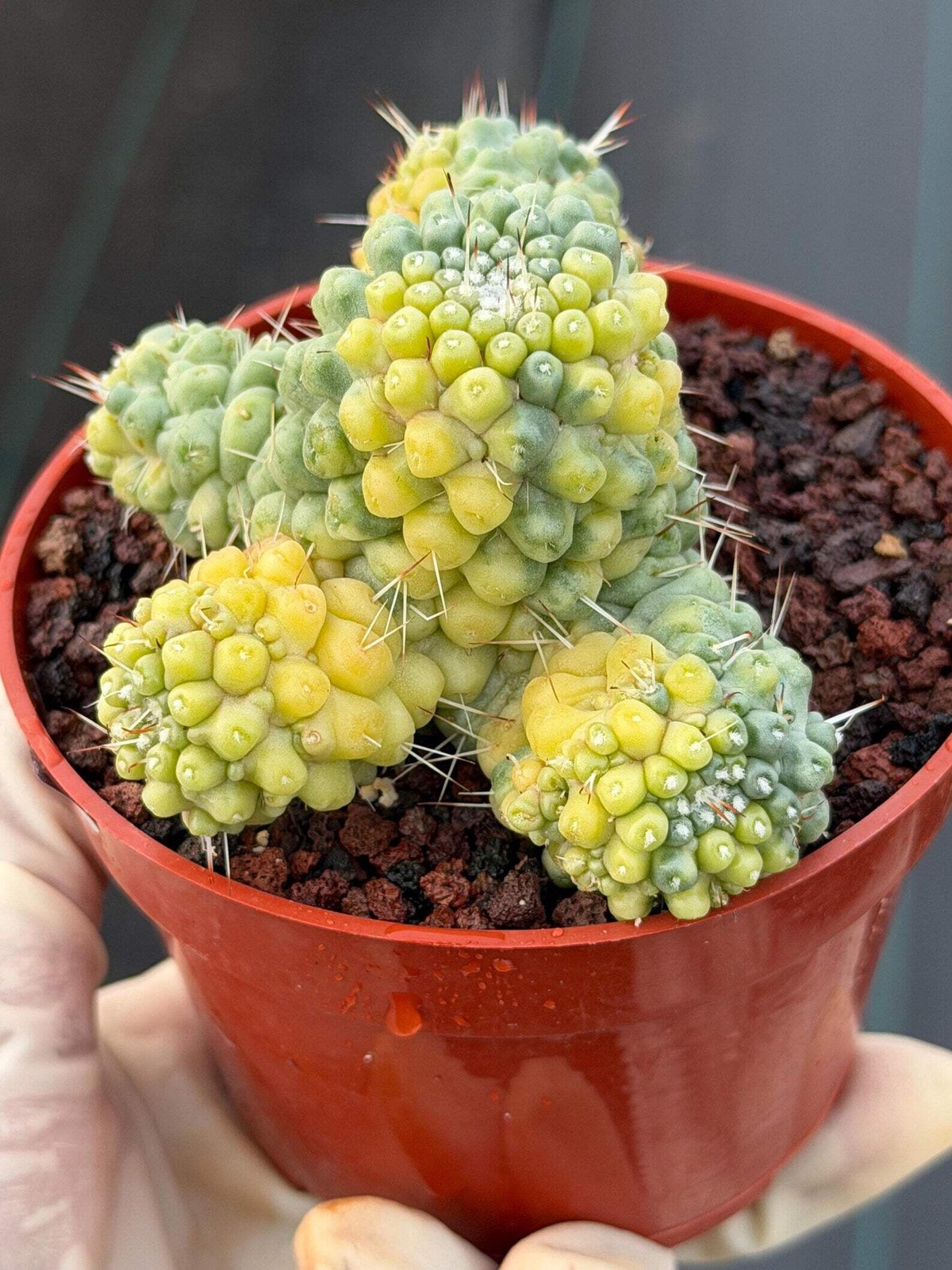 Variegated Mammillaria Schumannii – Rare Seed-Grown Cluster | Collector’s Cactus