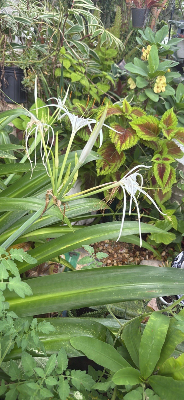 White Southern Spider Lily Hymenocallis~1.5″ to 2″ dia Lily Bulb~perennial