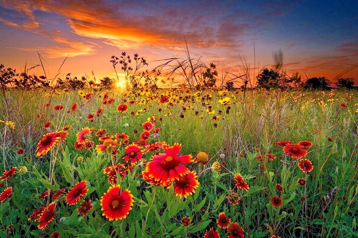 2000+NATIVE PERENNIAL WILDFLOWER Mix Seeds 17 Varieties Pollinators Cut Flowers