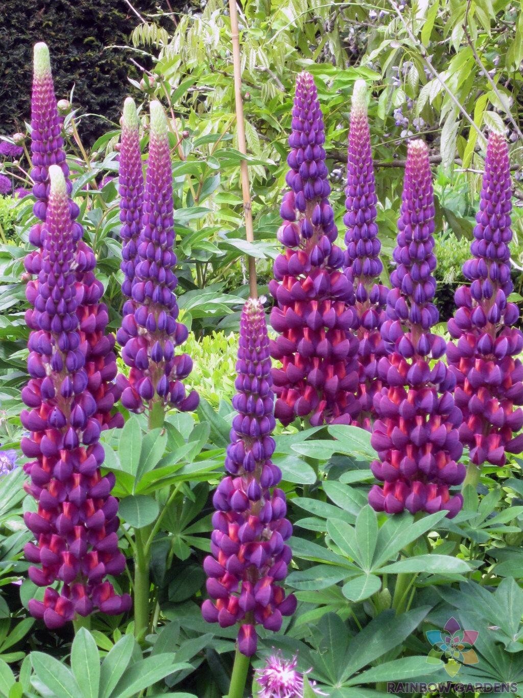 25+ Masterpiece Lupine Seeds for Garden Planting – USA – FREE SHIPPING!