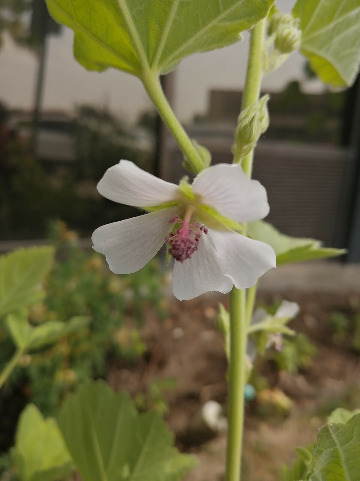 100 Marshmallow Herb Seeds Althaea officinalis for Marsh Mallow Medicinal Roots