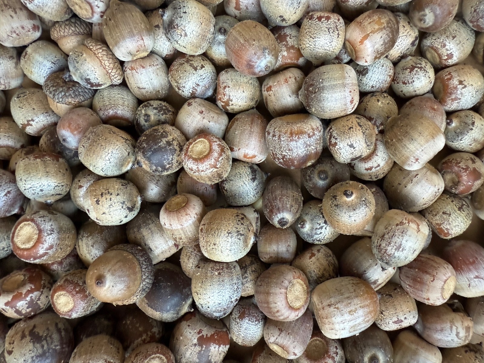 45 NORTHERN RED OAK ACORNS for Seeds or Crafts Fresh 2025 From PA FREE SHIPPING