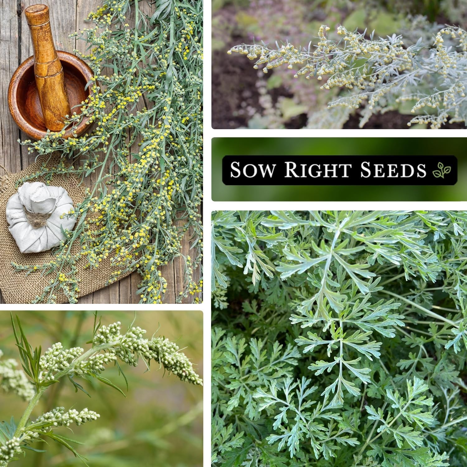 Non-GMO Wormwood Seeds – Grow Mosquito-Repelling Herb with Detailed Instructions