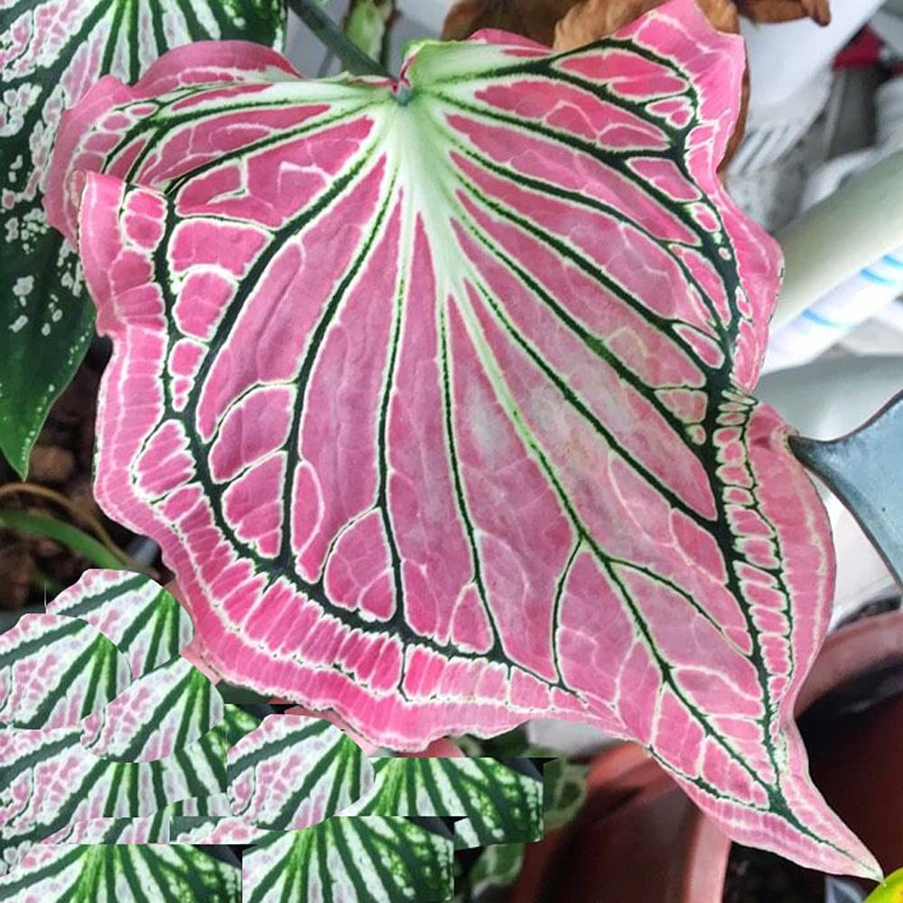 3 Pink Symphony Caladium Bulbs – Fancy Leaf Caladium – 3 Caladium Roots
