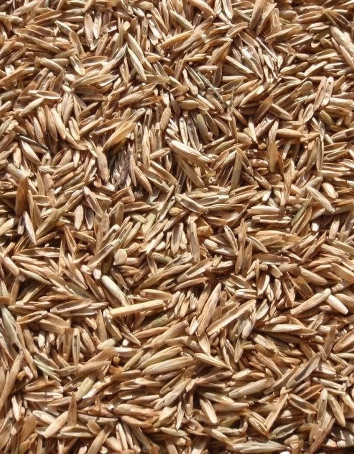 Perennial Ryegrass Seeds for Planting – Premium Quality Rye Grass Seed