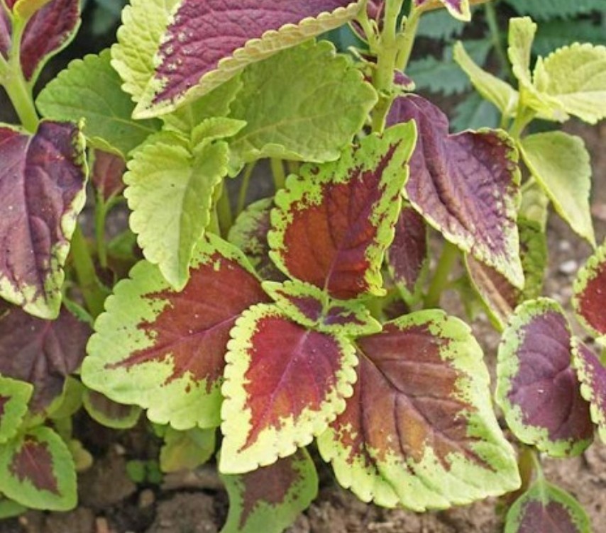 300+ Coleus Rainbow Mix Seeds **Fresh Seeds* ~~Free Shipping~~