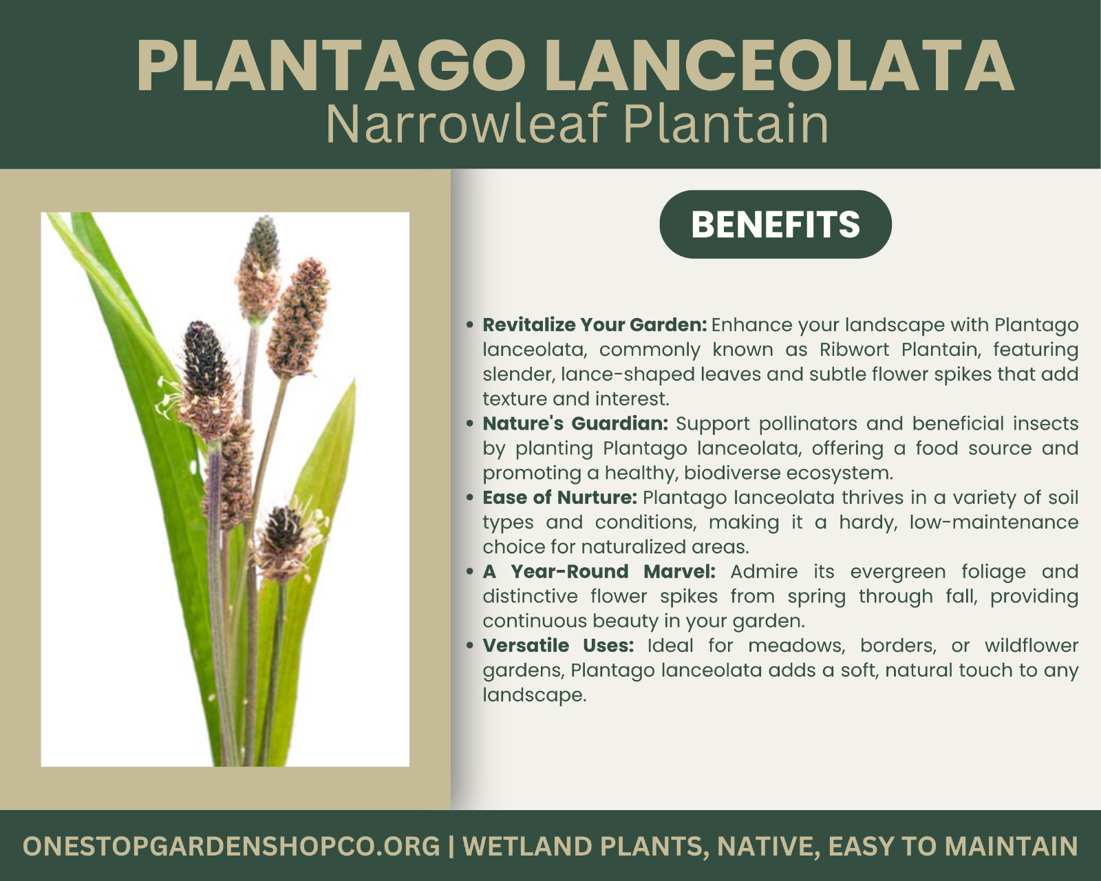 Plantago lanceolata | Narrowleaf Plantain | Bareroot