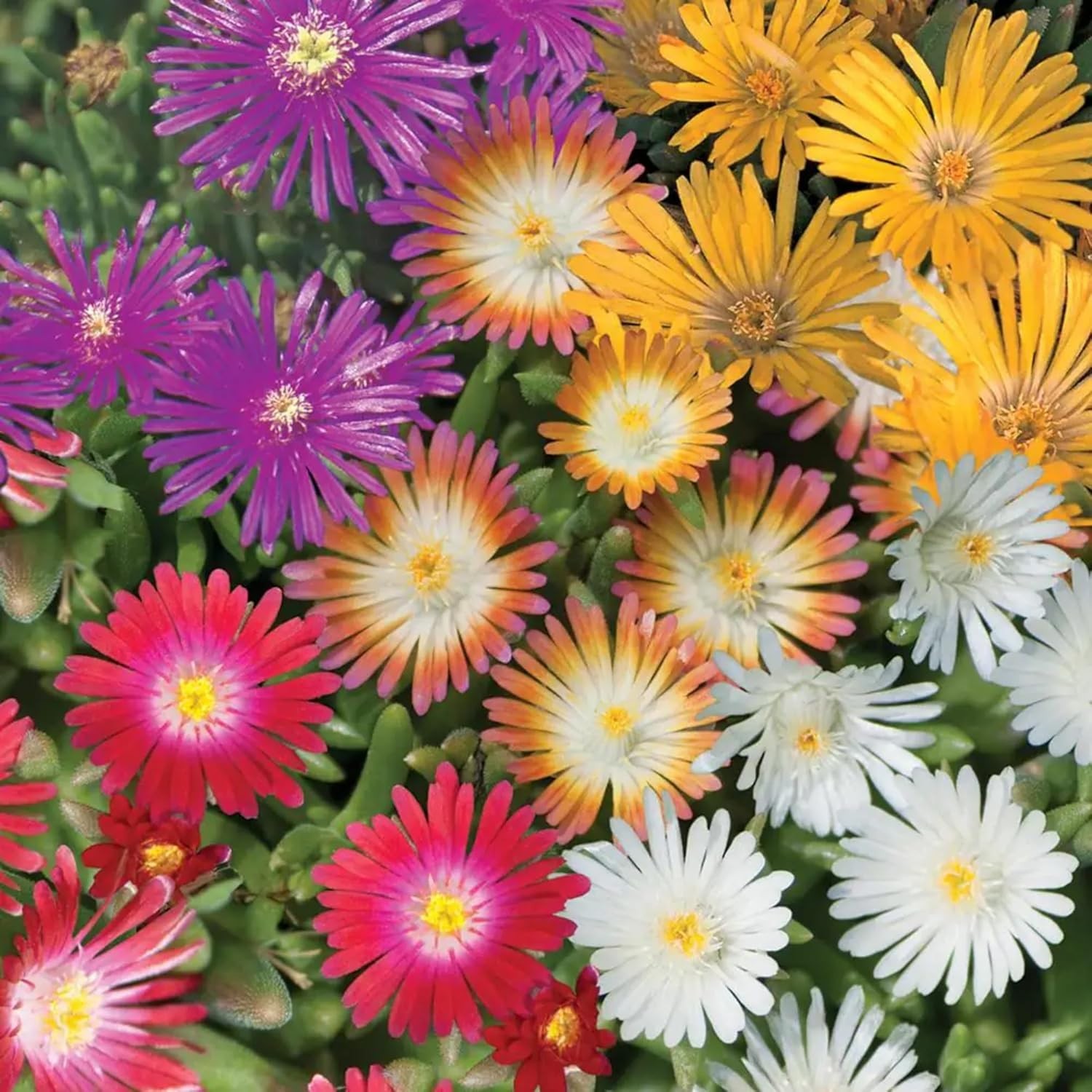 6000+ Mix Ice Plant Seeds for Planting – Non GMO & Heirloom Carpet Ground Cover